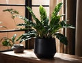 Home plant Zamioculcas in pot. Home interior decor