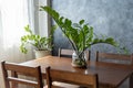 Home plants care concept. Zamioculcas Zamiifolia or ZZ Plant in white flower pot stands on a wooden stand for flowers in the Royalty Free Stock Photo