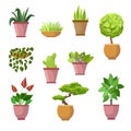 Home plants and decorative houseplants flowers in pots - vector