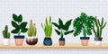 Home plants in decorative pots. Vector illustration of green potted houseplants. Banner background with copy space Royalty Free Stock Photo