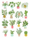 Home plants. Different types of ficus in flowerpots. Trees and decorative greenery for interiors and greenhouses. Urban