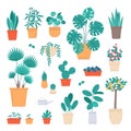 Home plants. Indoor potted flowers, interior live decorations, ficuses, cacti and succulents, room greenhouse, exotic Royalty Free Stock Photo