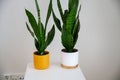 Home plants in modern ceramic pots on white table in minimalist interior Royalty Free Stock Photo