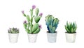 Home plants in the pots. Cactus, succulent, aloe vera. Cacti set. Watercolour botanical illustration on white background Royalty Free Stock Photo