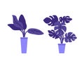 Home plants in pots. Flat illustration.