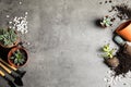 Home plants, pots and gardening tools on grey background. Space for text Royalty Free Stock Photo