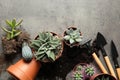 Home plants, pots and gardening tools on grey background Royalty Free Stock Photo