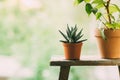 Home plants in pots outdoors. Royalty Free Stock Photo