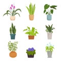 Home plants in pots set. Color collection indoor flowers bright purple petals green round leaves elongated pink buds