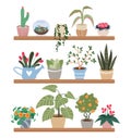 Home plants in pots on shelves, houseplants vector illustration set. Cartoon indoor green botanical house decor