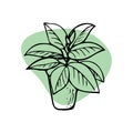 Home plants. Vector houseplants, icons. Linear illustration artistic lines and strokes. Indoor plant ficus in doodle and cartoon