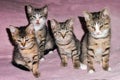Home portrait of four kittens