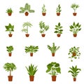 Home pot flower plant vector illustration set. Indoor house gardening horticulture nature lifestyle