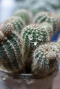 Home pot. It has a small cactus size. shallow depth of field. one has a painted face. language tongue Royalty Free Stock Photo