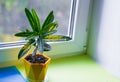 Home potted flower on the window variegated codiaum. beautiful plant