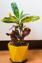 Home potted flower on the window variegated codiaum. beautiful plant