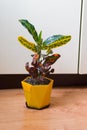 Home potted flower on the window variegated codiaum. beautiful plant