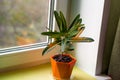 Home potted flower on the window variegated codiaum. beautiful plant