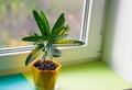 Home potted flower on the window variegated codiaum. beautiful plant