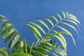 Home potted palm tree branches against blue background Royalty Free Stock Photo