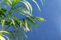 Home potted palm tree branches against blue background Royalty Free Stock Photo