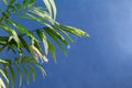 Home potted palm tree branches against blue background Royalty Free Stock Photo