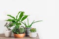 Home Potted Plants