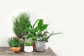 Home Potted Plants Royalty Free Stock Photo