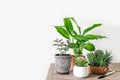 Home Potted Plants Royalty Free Stock Photo