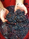 Home processing of grapes, must, berries, juice and seeds. Winemaker`s hands.. Natural wine.