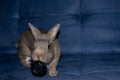 Home Rabbit and his cap toy