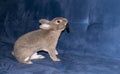 Home Rabbit play with his lovely cap toy