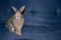 Home Rabbit sit on a blue sofa