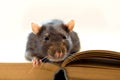 Home rat on the book Royalty Free Stock Photo