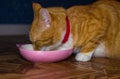 Home red cat eats food Royalty Free Stock Photo