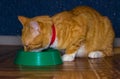 Home red cat eats food Royalty Free Stock Photo