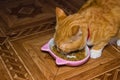 Home red cat eats food Royalty Free Stock Photo