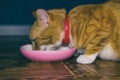 Home red cat eats food Royalty Free Stock Photo