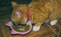 Home red cat eats food Royalty Free Stock Photo