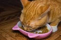 Home red cat eats food Royalty Free Stock Photo