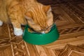 Home red cat eats food Royalty Free Stock Photo