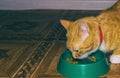 Home red cat eats food Royalty Free Stock Photo