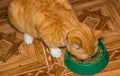 Home red cat eats food Royalty Free Stock Photo