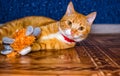 Home red cat plays with a toy Royalty Free Stock Photo