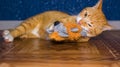 Home red cat plays with a toy Royalty Free Stock Photo