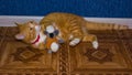 Home red cat plays with a toy Royalty Free Stock Photo