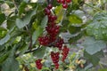 Red juicy berries. Red currant. Small deciduous shrub family Grossulariaceae