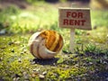 Home for rent - empty snail shell