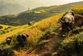 Home on the rice terrace tu le Royalty Free Stock Photo