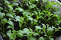 Home seedlings, plants, seedlings of young bell pepper growing in fertile soil. Royalty Free Stock Photo